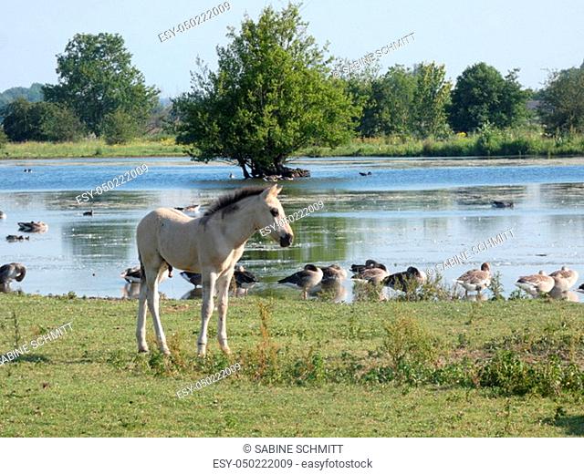 Konic foal at the water with geese
