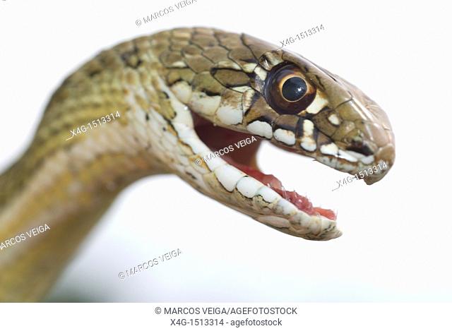 Montpelier Snake Malpolon monspessulanum