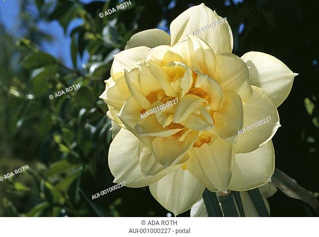 Narcissus - pale yellow and golden amber - well displayed ruffles - playing the film star in the sun light