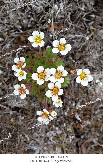 Tufted Alpine Saxifrage, Tufted Saxifrage (Saxifraga cespitosa), flowering plant. Svalbard
