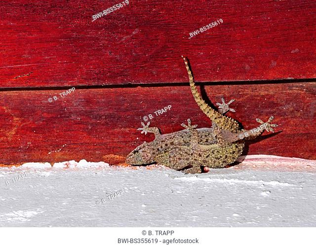 Brook's half-toed gecko, Brook's gecko, African house gecko (Hemidactylus brookii), mating, Sri Lanka