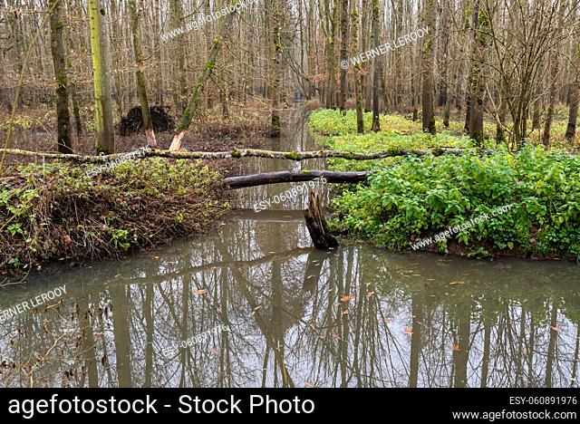 Swamp with bare tree reflections in a Flemish nature reserve