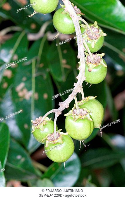 Murice-guaçu, (Byrsonima lancifolia), Campina do Monte Alegre, São Paulo, Brazil