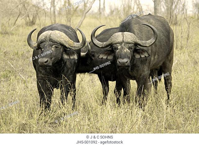African Buffalo Syncerus caffer Sabi Sand Game Reserve Kruger Nationalpark South Africa Africa