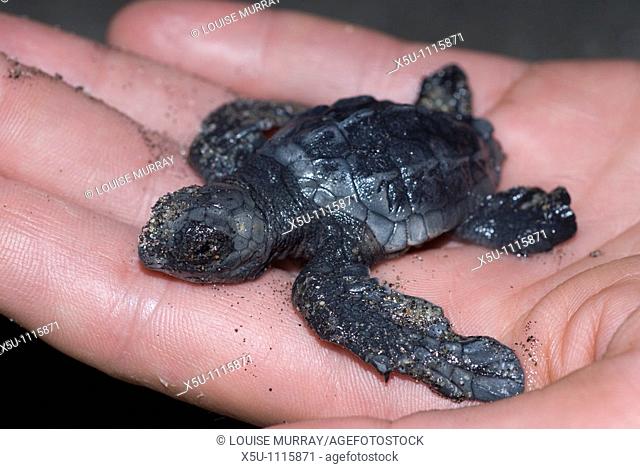 Baby turtle in hand of scientist Calrlos Sala  Olive Ridley turtles, Barra de la Cruz, Huatulco, Oaxaca, Mexico