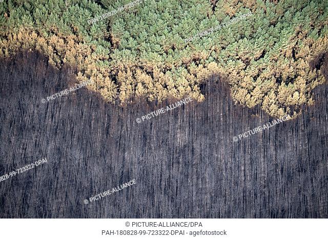 28.08.2018, Brandenburg, Treuenbrietzen: Long shadows cast burnt trees in a pine forest with partly intact trees. After the devastating forest fires in...