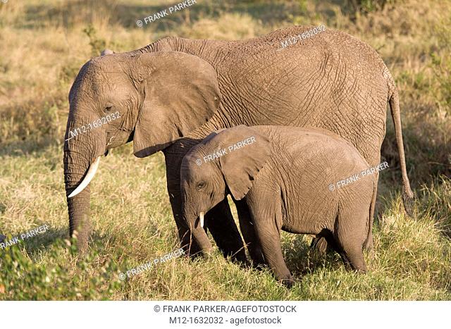 Elephants walk across the plains of the Masai Mara