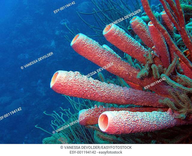 Vase sponge in the Caribbean sea around Bonaire, Dutch Antilles