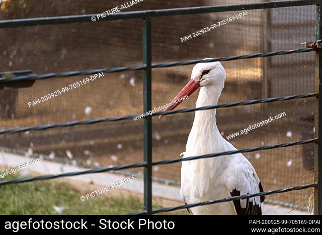 20 September 2020, Saxony-Anhalt, Loburg: An injured white stork is standing in a metal fence at the Storchenhof Loburg. Since the 1970s 1892 injured white...