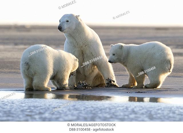 United States, Alaska, Arctic National Wildlife Refuge, Kaktovik, Polar Bear( Ursus maritimus ), Mother and babies along a barrier island outside Kaktovik