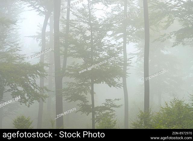 Wald im Nebel, Naturpark Spessart, Deutschland Beech forest (Fagus sylvatica) in early morning mist, Spessart, Bavaria, Germany, Europe