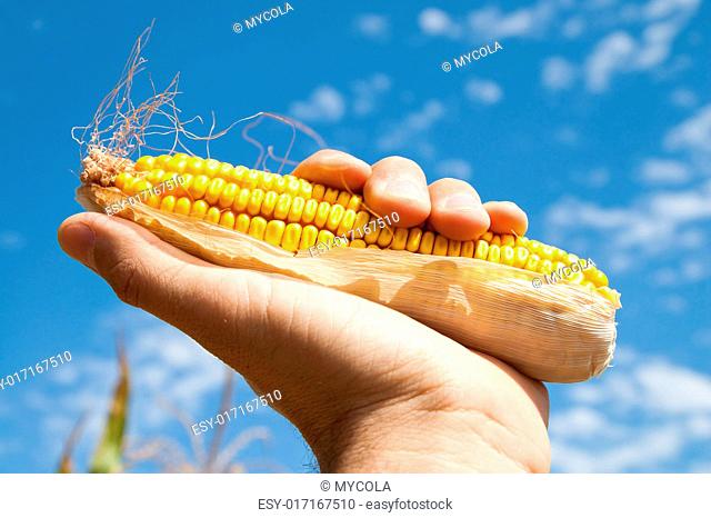 maize in hand under sky