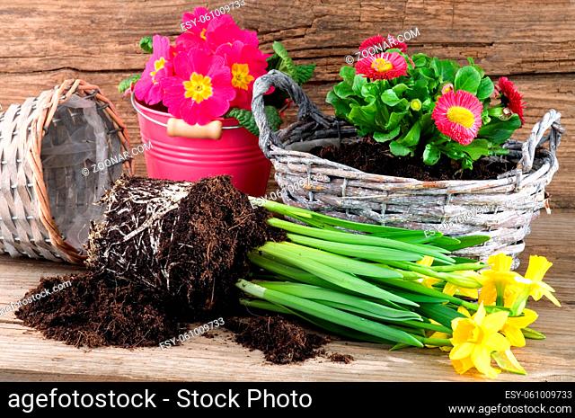 Töpfe und Rattankörbe mit Frühlingsblumen bepflanzen