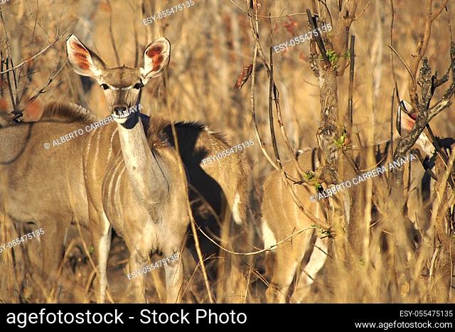 Female Kudu, Tragelaphus strepsiceros, Chobe National Park, Kasane, Botswana, Africa