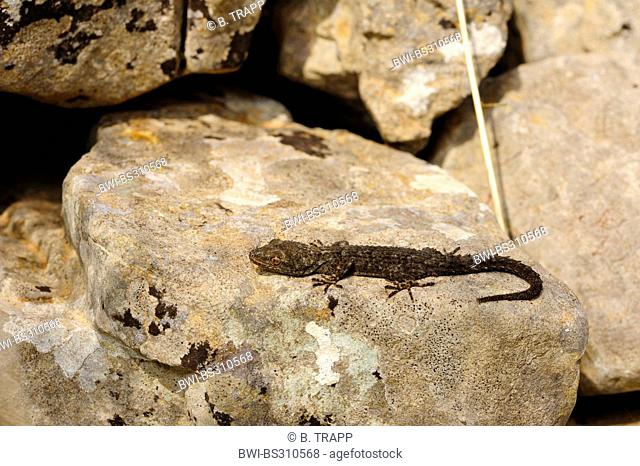 Kotschy's gecko (Mediodactylus kotschyi, Cyrtodactylus kotschyi), sitting on a rock sunbathing, Greece, Peloponnes