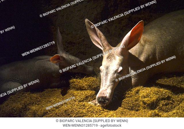 At the end of January a baby aardvark was born at Bioparc Valencia, and these images show her next to her mother in her burrow
