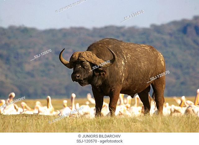 African buffalo in front of lesser flamingos / Syncerus caffer - Phoenicopterus minor