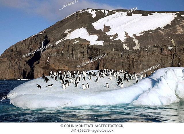 Adelie penguins ride small iceberg off Cape Adare, North Victoria Land, East Antarctica