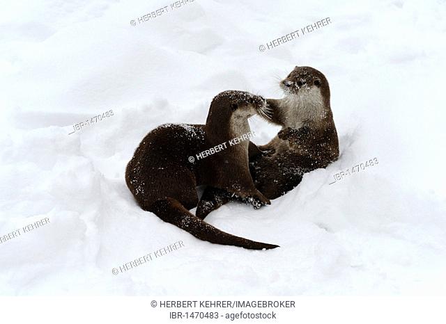European Otters (Lutra lutra)