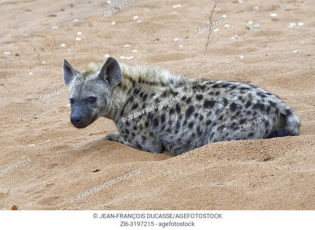 Spotted hyena (Crocuta crocuta), adult male lying on sand, alert, early in the morning, Kruger National Park, South Africa, Africa
