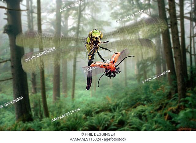 Green Clearwing Dragonfly (Erythemis simpliciollis) Chasing a Red Milkweed Beetle (Tetraopes tetraophthalmus)