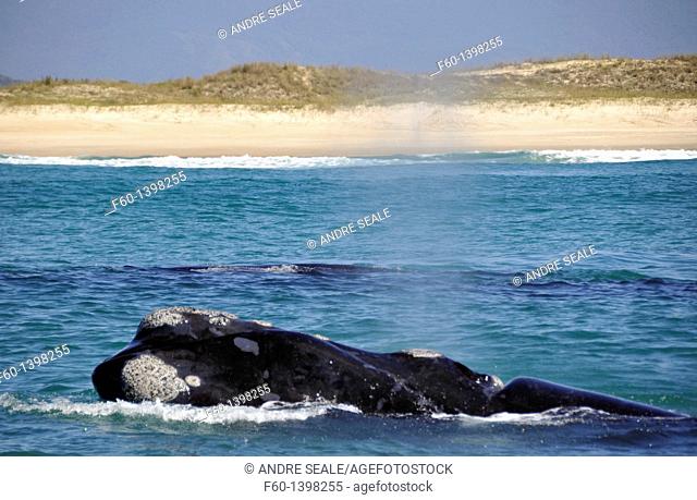 Southern right whale, Eubalaena australis, near beach, Imbituba, Santa Catarina, Brazil, South Atlantic