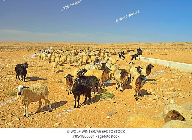 Flock of sheep and Goats at a well in the desert near Douz, South of Tunisia
