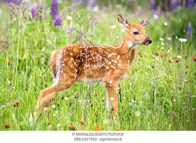 United States, Minnesota, White tailed Deer Odocoileus virginianus, baby, in a meadow with lupins
