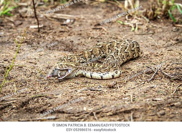 Puff adder feeding on a mouse in the Kruger National Park, South Africa