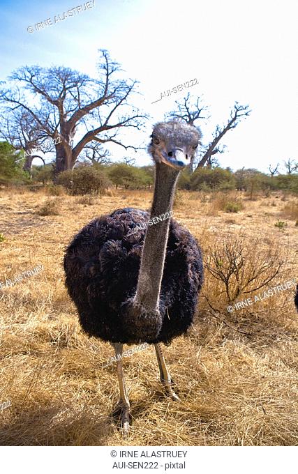 Senegal - The Small Coast - The Bandia reservation - Ostrich