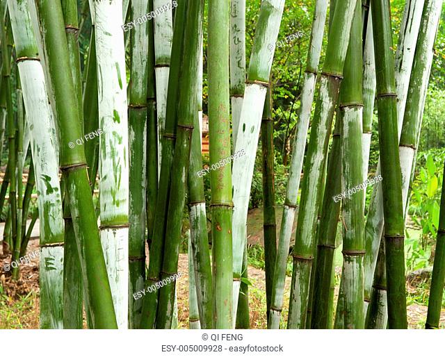 green bamboo groves