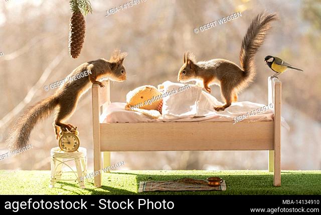 red squirrel on a bed with a doll