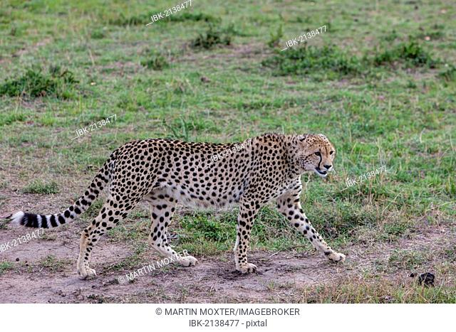 Cheetah (Acinonyx jubatus), Masai Mara National Reserve, Kenya, East Africa, PublicGround