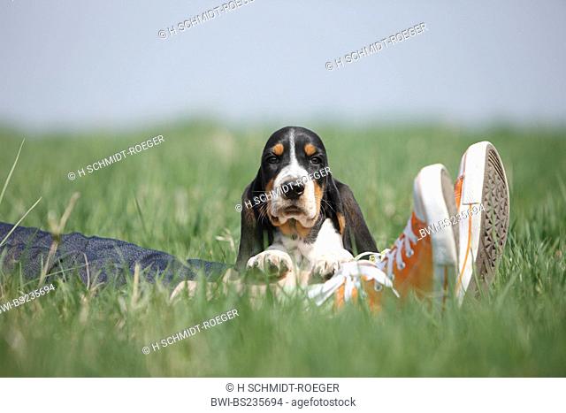 Basset Hound Canis lupus f. familiaris, eight weeks old whelp lying in a meadow on the kegs of a person wearing jeans and gym shoes, Germany