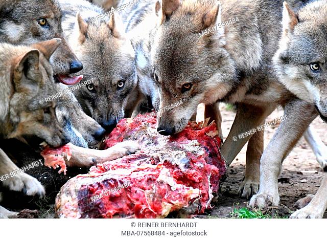 Wolves in a pack with prey, Canis lupus