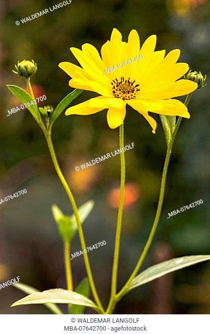 Shrub sunflower, close-up