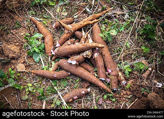 Yuca Cassava root harvest in Topes de Collantes, Trinidad, Republic of Cuba, Caribbean, Central America