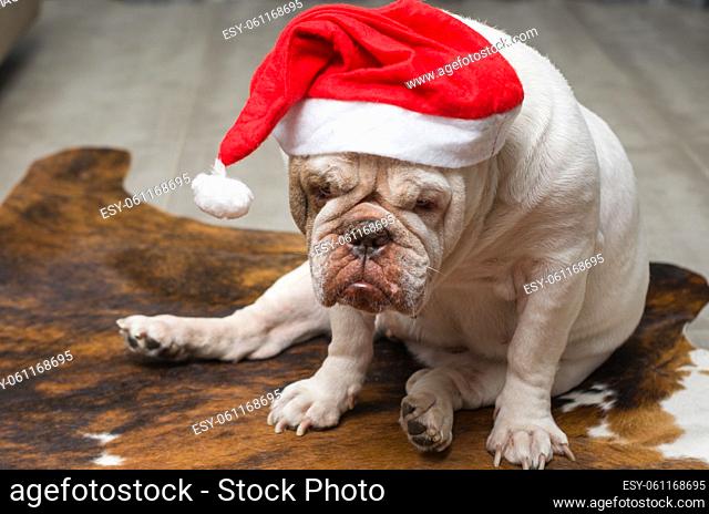 Cute English Bulldog in a christmas hat