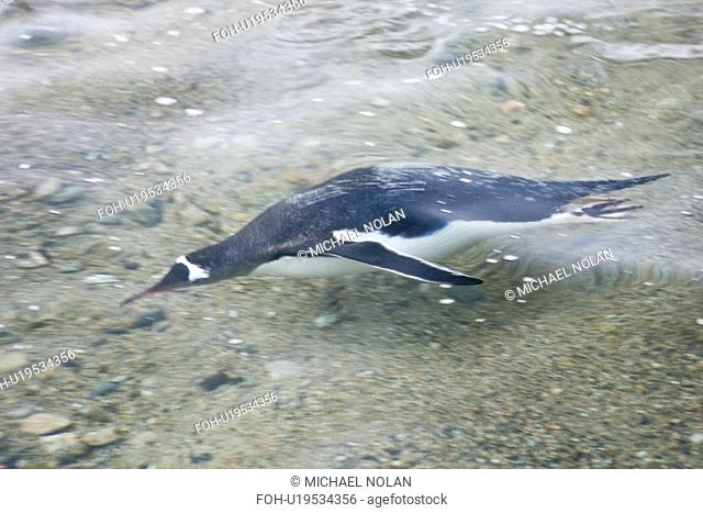 Adult gentoo penguins Pygoscelis papua swimming and on small growlers in Neko Harbour in Andvord Bay, Antarctica. There are an estimated 80