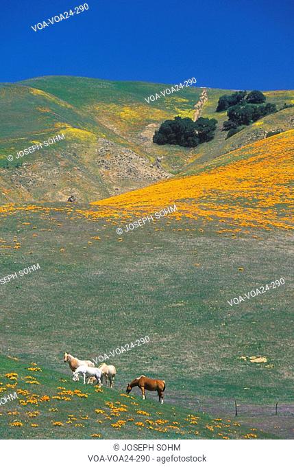 Horses in poppy field and wildflowers, Antelope Valley, Lancaster, CA