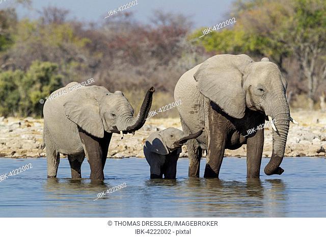 African elephant (Loxodonta africana) cow with two calves at waterhole, raising their trunks, Etosha National Park, Namibia