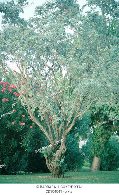 Silver Buttonwood (Conocarpus erectus sericeus)