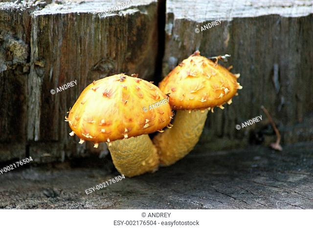Two mushrooms on the foozle