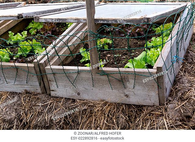 salads in a cold frame
