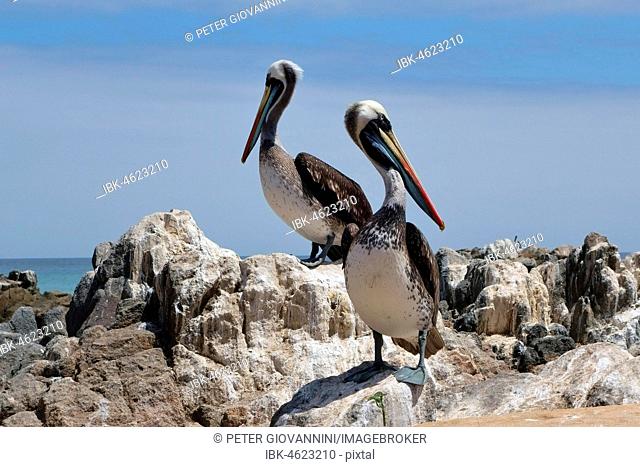 Peruvian Pelicans (Pelecanus thagus) on rocks, Pan de Azúcar National Park, near Chañaral, Región de Atacama, Chile