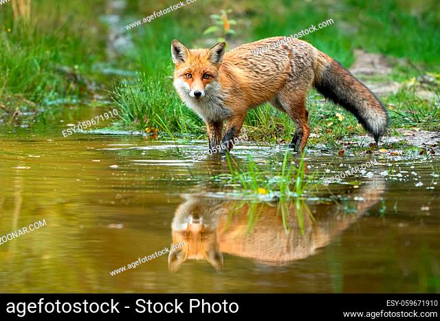 Red fox, vulpes vulpes, wading in water with reflection in summer nature. Orange predator looking to the camera in swamp. Wild mammal moving in lake