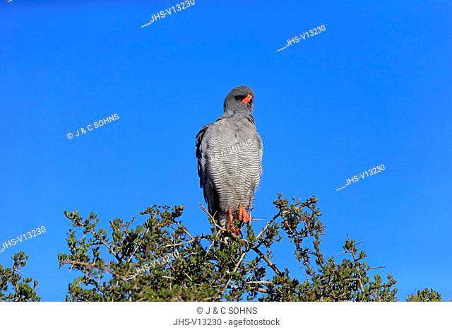 Southern Pale Chanting Goshawk, (Melierax canorus), adult on tree alert looking for prey, Addo Elephant Nationalpark, Eastern Cape, South Africa, Africa