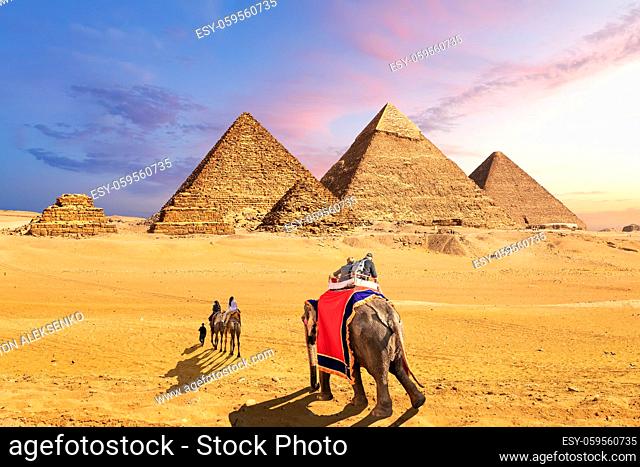 Elephants and camels in the desert near the Pyramids of Giza, Egypt
