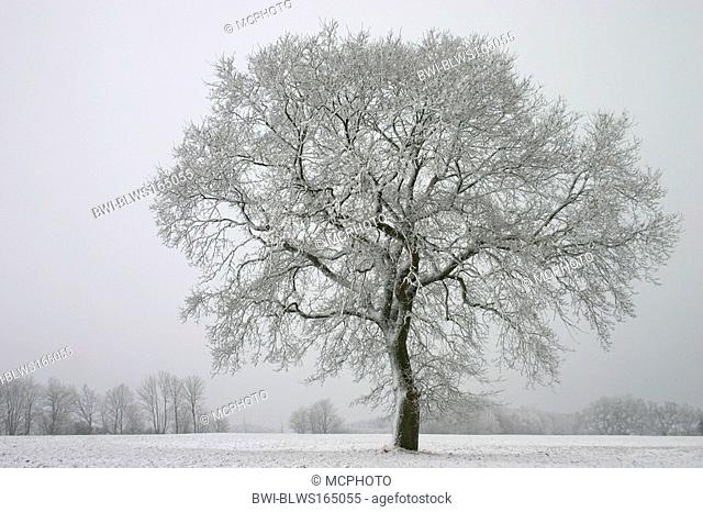 common oak, pedunculate oak, English oak Quercus robur, tree during the seasons - winter, series picture 1/4, Germany