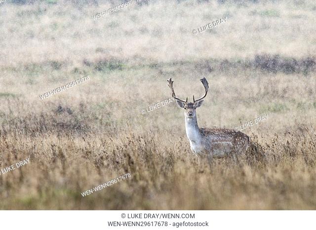 A fallow deer in torrential rain at Petworth Park, a National Trust estate in West Sussex, England. Featuring: Atmosphere Where: Petworth